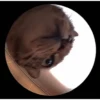 Pedro Pedro Pedro. TikTok mascotas 6