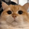 Gatos Michis Mood Funny 😹🤣 12