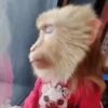Changos muy Monos 🐒🐵🐒 16