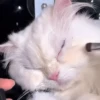 Gatos funny Cats 😹🐈🐈‍⬛ 10