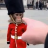 Monkey 15.0 21