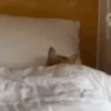 Gatos 6