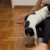 GIF 16