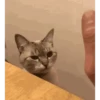 Gatitos 😹 10