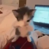 🐈‍⬛🐱🧶 GATOS | CATS 4 🧶🐱🐈‍⬛ 2