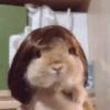 🐰CONEJOS TIERNOS🐰 6