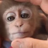 Monkey 15.0 19