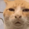 Gatos 11