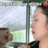 Monos y changuitos 6🐒🦍🦧 29