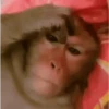 Macaquinhos 🐒 6