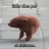 Funny Animal Memes 🐾 5