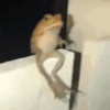 Rana saltando 🐸 16