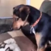 Memes de Cachorro engraçado 17