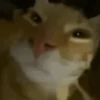 Gato 16