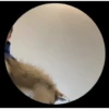 Pedro Pedro Pedro. TikTok mascotas 5