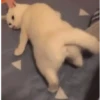 Gatitos pa tu Chat😹😻 14