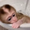 Changos muy Monos 🐒🐵🐒 11