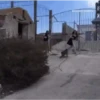 Macaquinhos 🐒 11