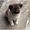 Perritos - Random - Gif🐶🐾 10