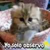 Michis Crazy 🐱🐈‍⬛ 11
