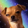 Super funny dogs and cats🐾 8