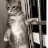 Gatos Michis Mood Funny 😹🤣 14
