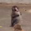 Punch 🐵🐵 2.0 10