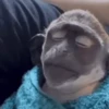 Changos muy Monos 🐒🐵🐒 14
