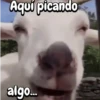 Funny Goat 🐐 11