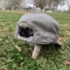 Perritos - Random - Gif🐶🐾 11