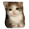 Gato triste y enojado 😎 15