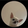 Pedro Pedro Pedro. TikTok mascotas 15