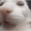 🩷Gatitos Animados 🐱🥛 6