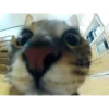 Kitty cats gif 5
