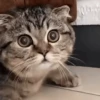 Gatos Michis Mood Funny 😹🤣 17