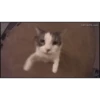 Kitty cats gif 9