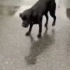 Dogs. | @ocenferios  Haki. 5