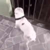 Doguinhos Animados🐶 9