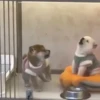 यु