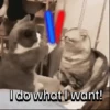 Everyday Cats 🐈‍⬛ 7