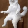 Shitpost 7