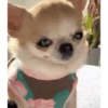 Perritos - Random - Gif🐶🐾 5