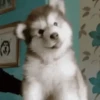 Cute Dog🐶✨ 10