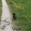 Funny Talking dogs 🐶🐾 14