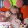 ❀ᮬ🤎⣧ ᩡᩡ Monos !©️Pochis  13