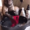 Macaquinhos 🐒 7