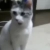 Gatos 12