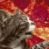 Super funny dogs and cats🐾 16