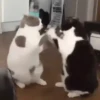 🐈‍⬛🐱🧶 GATOS | CATS 4 🧶🐱🐈‍⬛ 11
