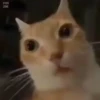 Memes 2 7